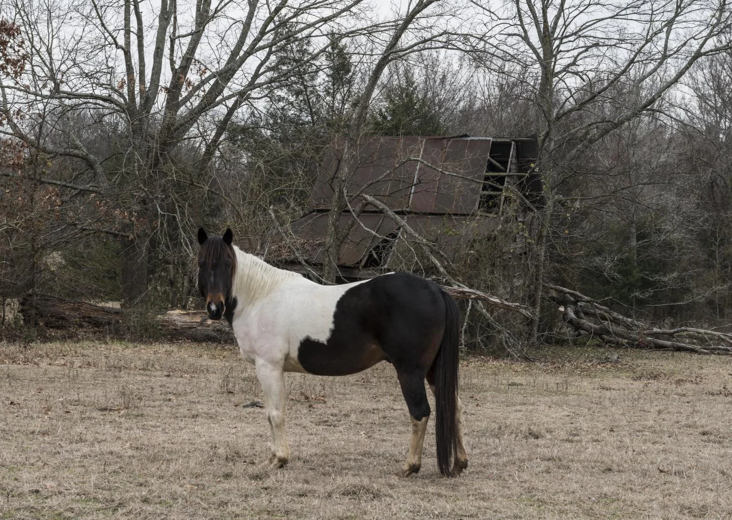 Horse, pasture and barn near Mount Pleasant, Texas