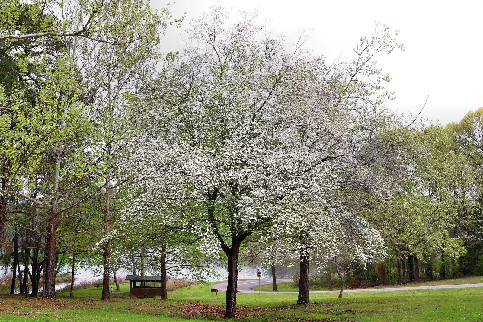 Flowering dogwood at the Texas State Railroad's Rusk Depot, Texas