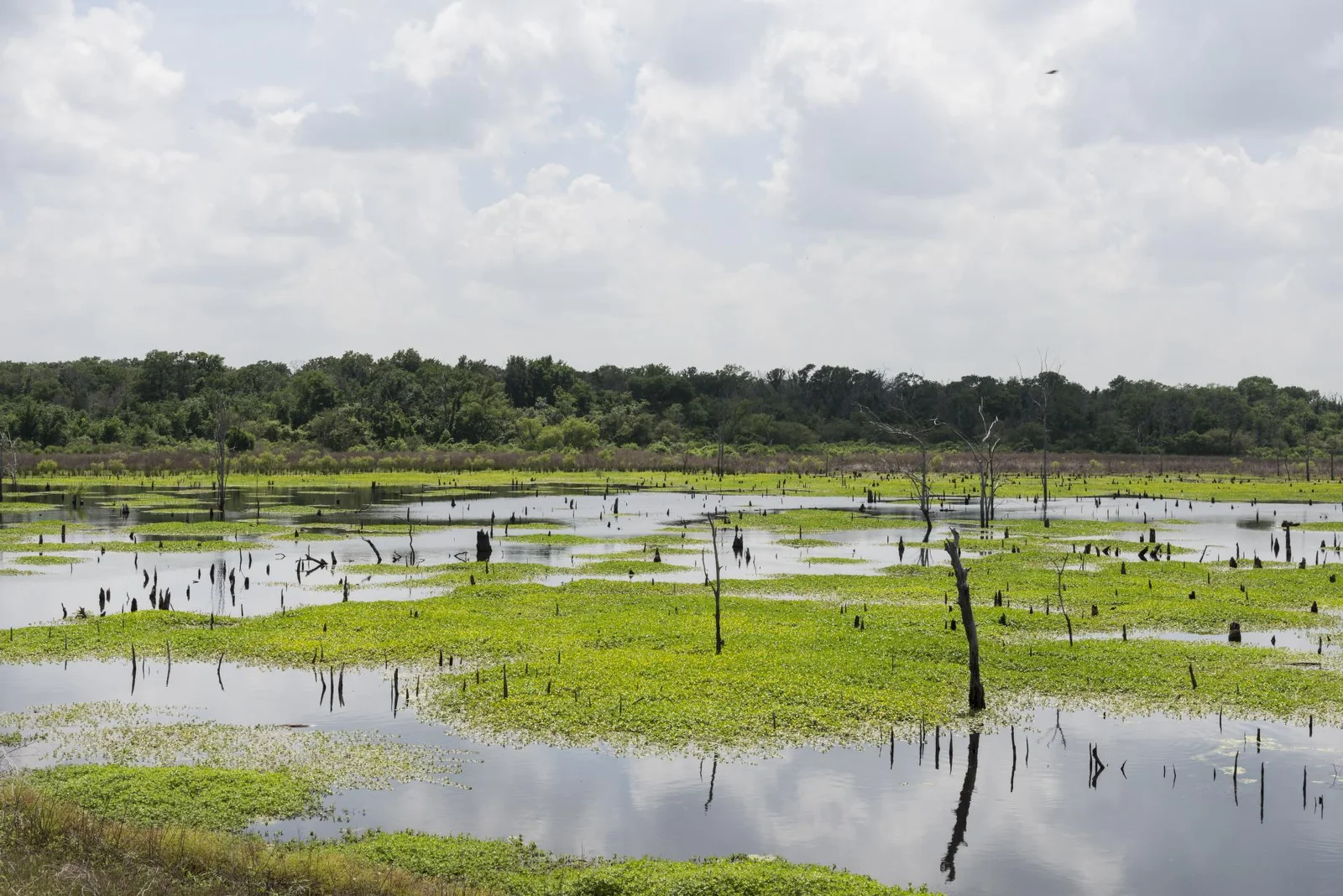 Marshy shore of Lake Fork near Sulphur Springs in Hopkins County, Texas